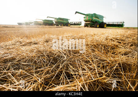 Eine Reihe von John Deer vereint stehen in einem Feld von frisch geernteten Weizen in North Dakota Stockfoto