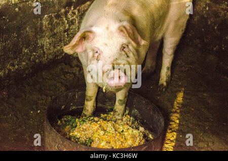 Schwein Nase im Pen. Schwerpunkt liegt auf der Nase. Geringe Tiefenschärfe. Stockfoto
