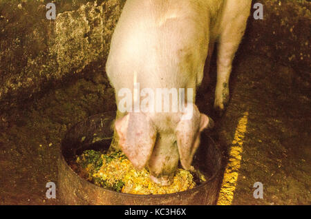 Schwein Nase im Pen. Schwerpunkt liegt auf der Nase. Geringe Tiefenschärfe. Stockfoto