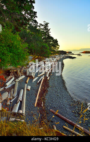 Eine geschwungene Küstenlinie mit Stapel von Treibholz an Pipers Lagoon Park bei Nanaimo Vancouver Island, British Columbia, Kanada. Stockfoto