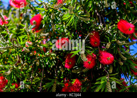 Red bottlebrush Baum Blumen blühen Blütenknospen an einem strahlenden Frühlingstag in Südaustralien Stockfoto