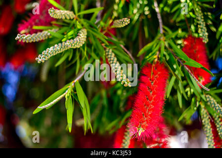 Red bottlebrush Baum Blumen blühen Blütenknospen an einem strahlenden Frühlingstag in Südaustralien Stockfoto