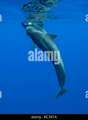 Zwei kurze finned Pilot Wale an die Oberfläche zu Atem, Indischer Ozean, Mauritius. Stockfoto