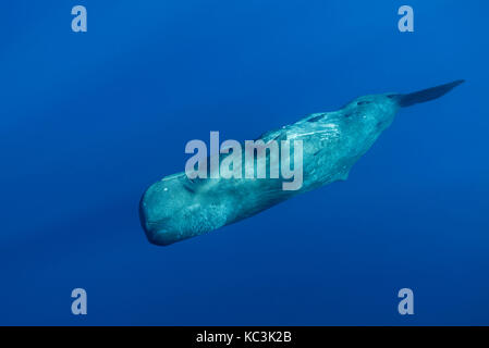 Pottwal schwimmen, Indischer Ozean, Mauritius. Stockfoto