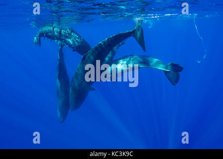 Pod der Pottwal Kälber und Jugendliche in einer sozialen Gruppe, Indischer Ozean, North Western Mauritius. Stockfoto