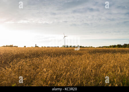Weizenfeld, gegen den Himmel Wind Generator. Stockfoto