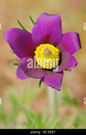 Common Pasque flower, Nordrhein-Westfalen, Deutschland/(Pulsatilla vulgaris) | Echte Kuechenschelle/(Pulsatilla vulgaris) Stockfoto