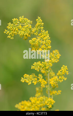 Lady's Bedstraw, Nordrhein-Westfalen, Deutschland/(Galium verum) | Echtes Labkraut,, 92660/ (Galium verum) Stockfoto