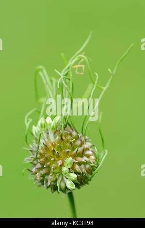 Bärlauch, Nordrhein-Westfalen, Deutschland/(Allium vineale) | Weinberg-Lauch,, 92660 Stockfoto