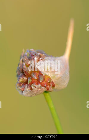 Bärlauch, Nordrhein-Westfalen, Deutschland/(Allium vineale) | Weinberg-Lauch,, 92660 Stockfoto