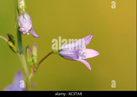 Rapunzeln Glockenblume, Nordrhein-Westfalen, Deutschland/(Rapunzel-Glockenblume Campanula rapunculus) |,, 92660 Stockfoto