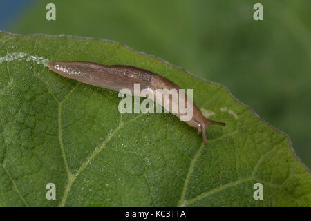 Baumschnegel, Baum-Schnegel, Lehmannia napi, Baum Slug Stockfoto