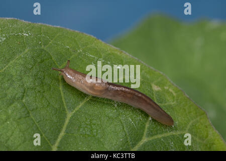 Baumschnegel, Baum-Schnegel, Lehmannia napi, Baum Slug Stockfoto