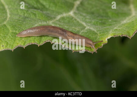 Baumschnegel, Baum-Schnegel, Lehmannia napi, Baum Slug Stockfoto