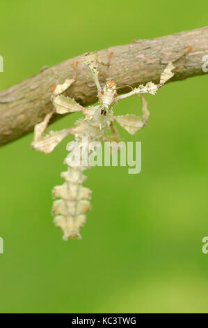 Spazierstock, Innengewinde/Extatosoma tiaratum () | Australische Gespenstschrecke, weiblich Stockfoto