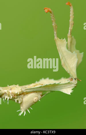 Spazierstock, Innengewinde/Extatosoma tiaratum () | Australische Gespenstschrecke, weiblich Stockfoto