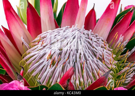 Extreme Nahaufnahme der Anordnung der Protea Blume Muster und Texturen Stockfoto