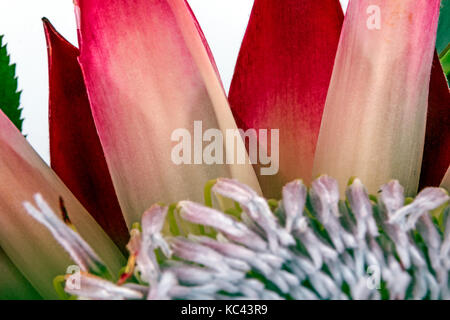 Extreme Nahaufnahme der Anordnung der Protea Blume Muster und Texturen Stockfoto