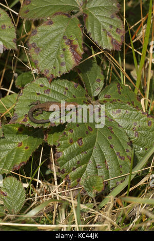 Gemeinsame Eidechsen (Lacerta vivipara), Aalen, herefordshire, England, Großbritannien Stockfoto
