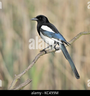 Eine eurasische Magpie oder gemeinsamen Magpie (Pica Pica) über eine Zweigniederlassung, die in einem Reed Bett in Warwickshire in Großbritannien thront. Stockfoto