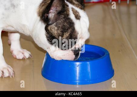 Junge französische Bulldogge weiblichen Getränke Wasser aus Ihrem blaue Schale Stockfoto