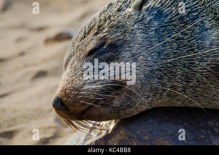 Portrait von wunderschönen südafrikanischen Fell Dichtung an große Robbenkolonie, Cape Cross, Namibia, Südafrika Stockfoto