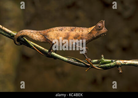 Braun blatt Chameleon (brookesia superciliaris), (chameleonidae), endemisch auf Madagaskar, andasibe Nationalpark, Madagaskar Stockfoto