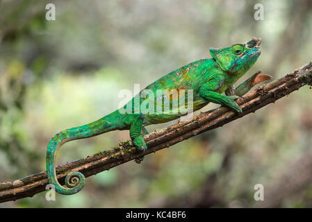 Männliche Panther chameleon (Calumma parsonii), (Chameleonidae), endemisch auf Madagaskar, Andasibe Nationalpark, Madagaskar Stockfoto