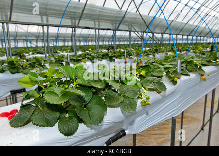 Erdbeere Produktion in Boden-Substraten in einem Gewächshaus, Monnaran Ort, Mongolisch-japanischen joint venture Alltag Farm LLC, Songino Khairkhan, M Stockfoto