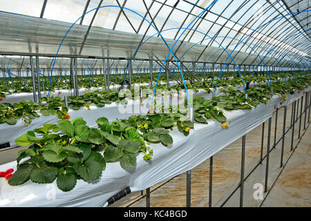 Erdbeere Produktion in Boden-Substraten in einem Gewächshaus, Mongolisch-japanischen joint venture Alltag Farm LLC, Songino Khairkhan, Mongolei Stockfoto