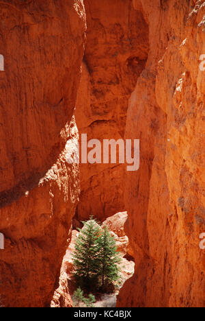 Baum im Felsen im Bryce Canyon, Utah, USA Stockfoto