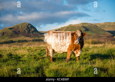 Eine Kuh stand vor dumgoyne Hill, Campsie Hills, strathblane Nr Glasgow, Schottland. Stockfoto