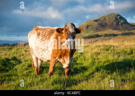 Eine Kuh stand vor dumgoyne Hill, Campsie Hills, strathblane Nr Glasgow, Schottland. Stockfoto