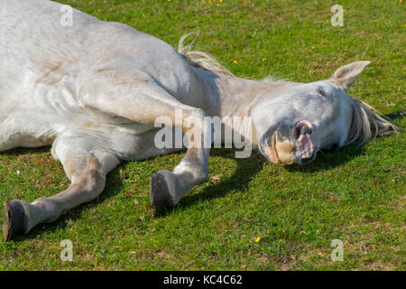 Nahaufnahme einer grauen New Forest pony schlafen im Sommer Sonnenschein Stockfoto