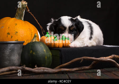 Welpen liegt in der Nähe der Halloween Kürbisse Stockfoto