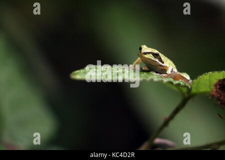 Pacific Tree Frog Stockfoto