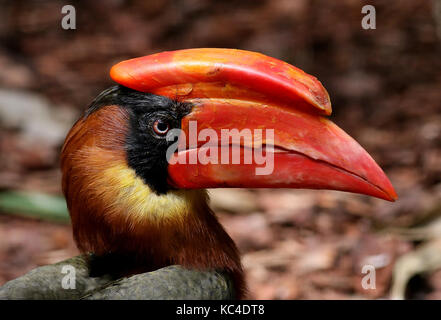 Nahaufnahme des Kopfes eines männlichen asiatischen Rufous Hornbills (Buceros hydrocorax), auch Philippinischer Hornbill genannt Stockfoto