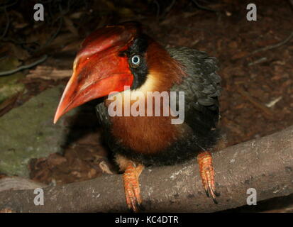 Der Kopf einer weiblichen Asiatischen Rufous Nashornvogel (Buceros hydrocorax), in der Nähe auch als Philippinische hornbill bekannt Stockfoto