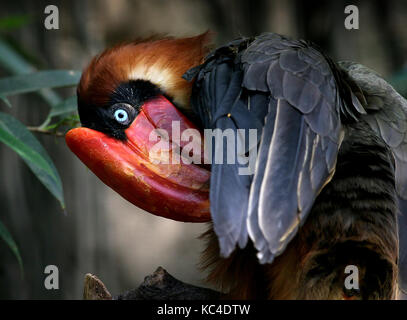 Präening weiblichen asiatischen Rufous Hornbill (Buceros hydrocorax), auch bekannt als philippinischen Hornbill Stockfoto