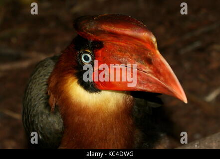 Der Kopf einer weiblichen Asiatischen Rufous Nashornvogel (Buceros hydrocorax), in der Nähe auch als Philippinische hornbill bekannt Stockfoto