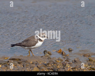 Flussregenpfeifer Plover Charadrius Hiaticula Fütterung im Wattenmeer Stockfoto