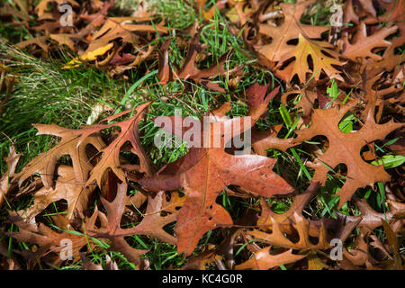 Windsor, Großbritannien. 2. Okt 2017. Rote eiche Blätter im Herbst Farben im Windsor Great Park. Credit: Mark Kerrison/Alamy leben Nachrichten Stockfoto