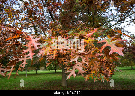 Windsor, Großbritannien. 2. Okt 2017. Eine rote Eiche zeigt Herbstfarben im Windsor Great Park. Credit: Mark Kerrison/Alamy leben Nachrichten Stockfoto