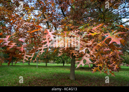 Windsor, Großbritannien. 2. Okt 2017. Eine rote Eiche zeigt Herbstfarben im Windsor Great Park. Credit: Mark Kerrison/Alamy leben Nachrichten Stockfoto