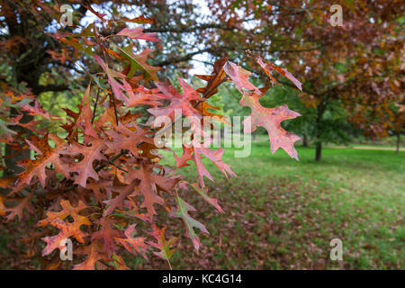 Windsor, Großbritannien. 2. Okt 2017. Eine rote Eiche zeigt Herbstfarben im Windsor Great Park. Credit: Mark Kerrison/Alamy leben Nachrichten Stockfoto