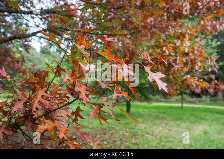 Windsor, Großbritannien. 2. Okt 2017. Eine rote Eiche zeigt Herbstfarben im Windsor Great Park. Credit: Mark Kerrison/Alamy leben Nachrichten Stockfoto