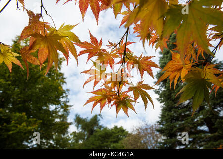 Windsor, Großbritannien. 2. Okt 2017. Acer palmatum Ki hachijo zeigt Herbstfarben im Windsor Great Park. Credit: Mark Kerrison/Alamy leben Nachrichten Stockfoto