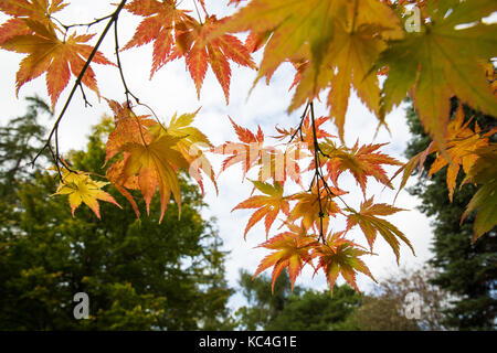 Windsor, Großbritannien. 2. Okt 2017. Acer palmatum Ki hachijo zeigt Herbstfarben im Windsor Great Park. Credit: Mark Kerrison/Alamy leben Nachrichten Stockfoto