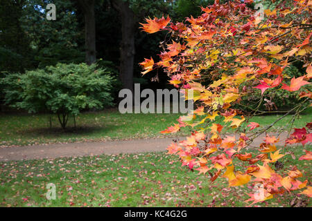 Windsor, Großbritannien. 2. Okt 2017. Sorten von Acer Baumdarstellung Herbstfarben im Windsor Great Park. Credit: Mark Kerrison/Alamy leben Nachrichten Stockfoto