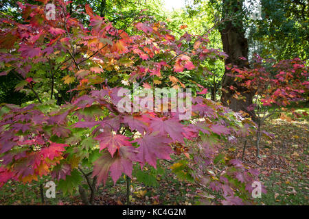 Windsor, Großbritannien. 2. Okt 2017. Acer Japonicum O isami zeigt Herbstfarben im Windsor Great Park. Credit: Mark Kerrison/Alamy leben Nachrichten Stockfoto